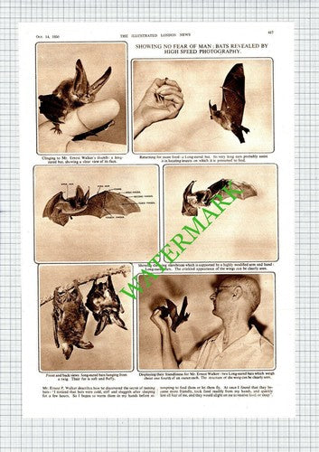 Mr Ernest WALKER National Zoological Park Smithsonian Institute - 1950 Article