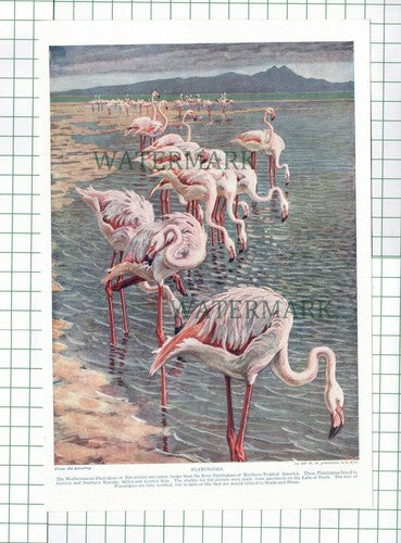 Flamingoes Flamingo Bird - c.1920s Book Print
