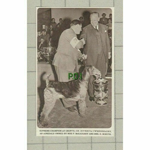 RIVERINA TWEEDSBAIRN Dog Miss P McCaughey & D Schuth - 1961 News Clipping