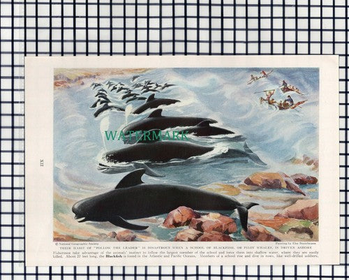 (7893) Blackfish Pilot Whales - 1940 Cutting