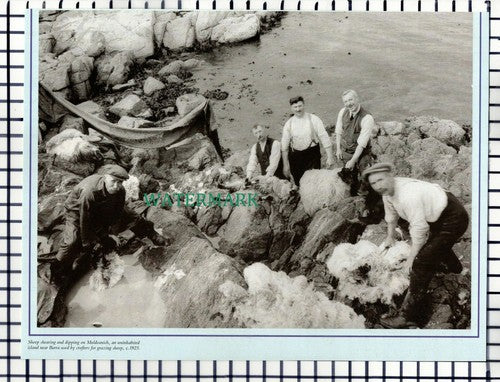 (7397) Muldoanich Island Sheep Shearing - Cutting