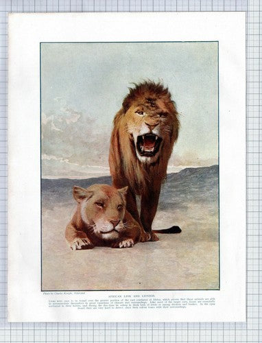 (5757) African Lion And Lioness - 1920s Book Print