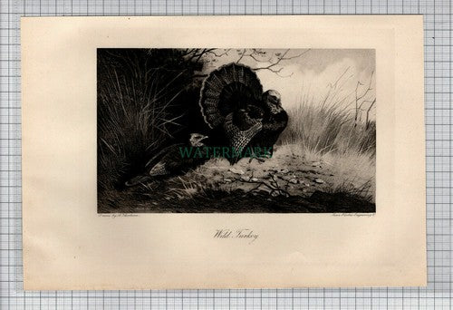 Wild Turkey A Thorburn - 1898 Bird Print