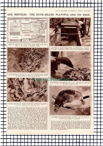 David Fleay Platypus Colin Mackenzie Sanctuary Healesville -1945 Article / Print