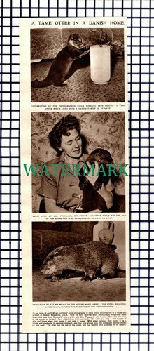 X1644) Mr & Mrs Puggaard Ribe Denmark Pet Otters - 1953 Cutting