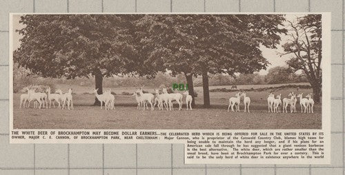 White Deer Of Brockhampton Major C E Cannon Cheltenham Cotswold - 1950 Clipping