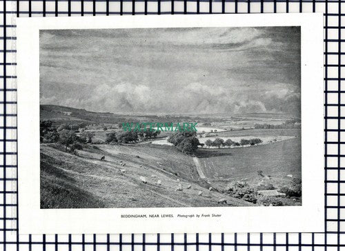 (8156) Beddingham Lewes Sussex - 1950 Cutting