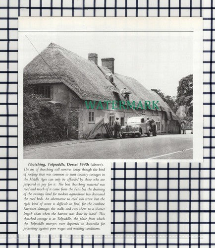 (7872) Tolpuddle Dorset Thatching - 1980s Cutting