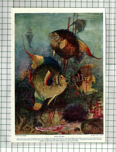Angel Fish Print - 1920's Book Print
