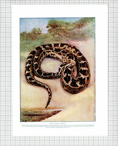 West African Python Snake Print - c.1920