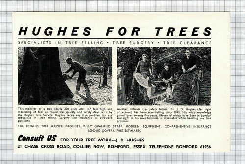 J D Hughes Tree Service Romford Essex Advert- 1968 Clipping