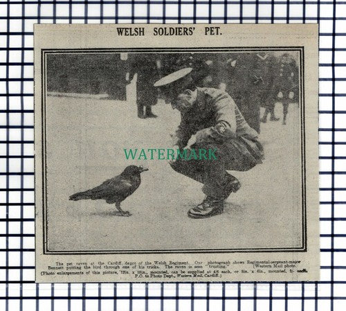 (8265) Cardiff Depot Welsh Regiment Pet Raven Sgt Major Bennett - 1916 Cutting