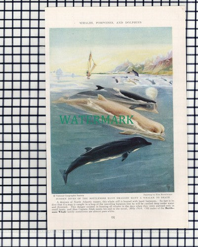 (7885) Bottlenose Whale - 1940 Book Print