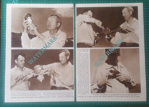 Mr Robert Cushman Murphy & Louis Mowbray Bermuda Cahow Bird -1951 Article