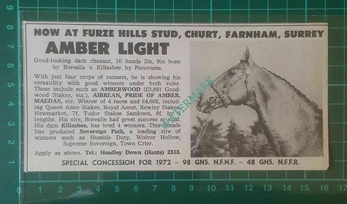 C423) Amber Light Horse Furze Hills Stud Churt Farnham - 1972 Clip