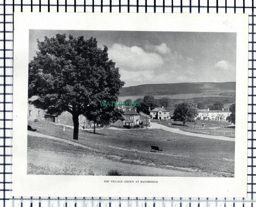 West Burton / Bainbridge Yorkshire - 1951 Cutting / Print