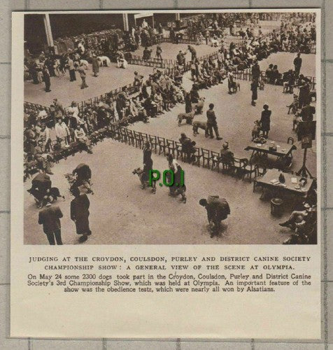 (C528) Croydon Coulsdon Purley Canine Society 3rd Dog Show Olympia - 1949