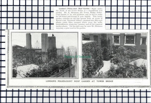 C5961) London Tower Bridge Police Court Roof Garden Mr E Hickman - 1913 Cutting