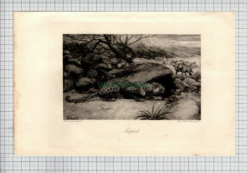 LEOPARD Print E Caldwell - 1898 Antique Print