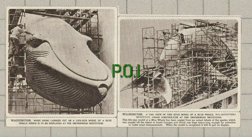 Smithsonian Institution Washington USA Whale - 1961 News Clipping