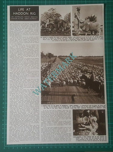 (X546) George Falkiner Haddon Rig Merino Sheep Warren Australia - 1950 Clip