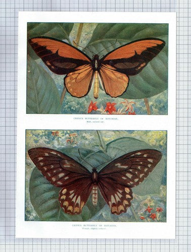 (5621) Croesus Butterfly of Batchian - 1920's Book Print