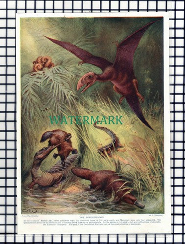 The Dimorphodon Reptile C Whymper c.1920s Book Print