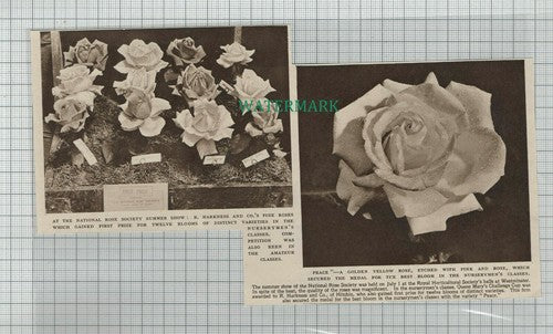 (C444) National Rose Society R Harkness & Co Hitchin Peace - 1949 Cutting