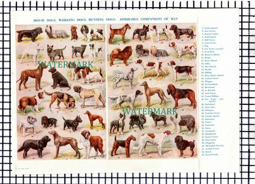 (8288) Dog Breeds - c.1950s Pullout