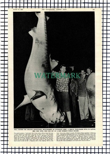 Mrs Bob Dyer Tiger Shark Moreton Bay Brisbane Australia - 1953 Article