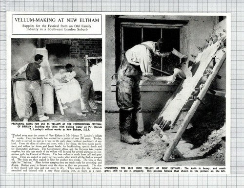 Mr Horace Loosley Vellum Works New Eltham London - 1951 Cutting