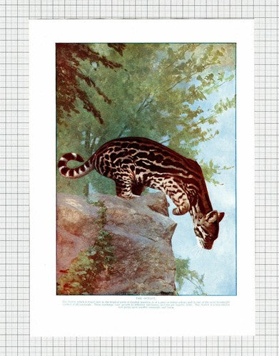 The Ocelot - 1920s Book Print