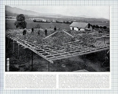 (5615) Big Grape Vine Santa Barbara California / Yale College Elms - c.1900 Clip