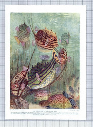 (5647) Coffer Fish H Seppings Wright - 1920's Book Print