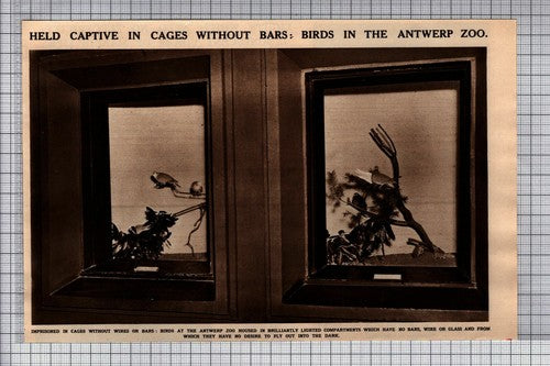 Antwerp Zoo Belgium Birds In Cages Without Bars - 1949 Cutting