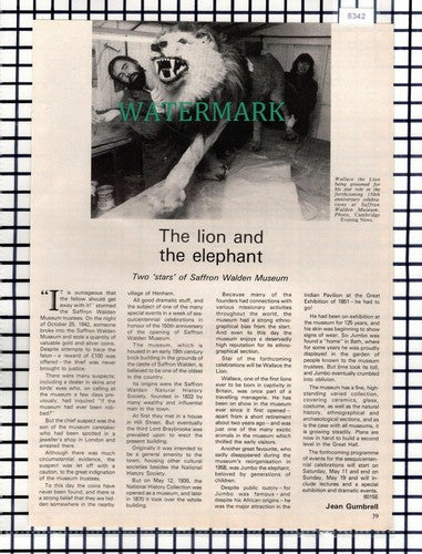 (8342) Saffron Walden Museum - 1985 Article