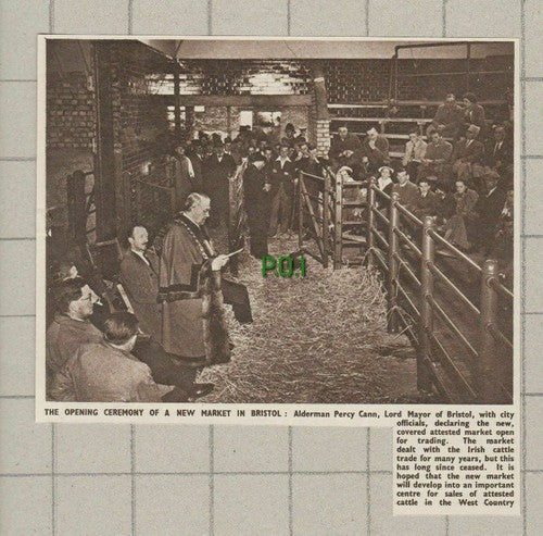 Bristol Cattle Market Alderman Percy Cann - 1950 Small News Cutting