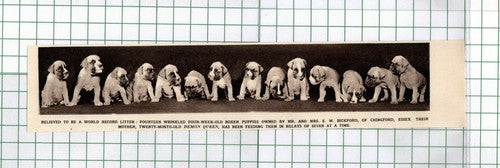 E W Bickford Chingford Essex Fourteen Boxer Puppies Demon Queen -1955 Cutting