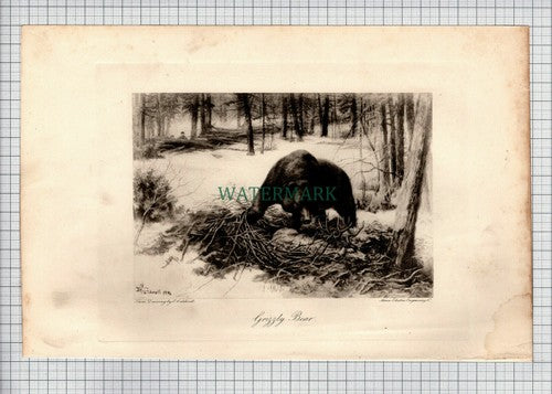 GRIZZLY BEAR Print E Caldwell - 1898 Print