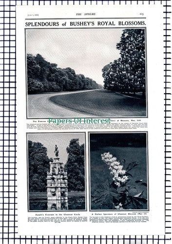 Hampton Court & BUSHEY Chestnut Avenue - 1919 Article