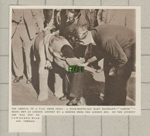 (C294) London Zoo Baby Elephant Sabitri From India - 1949