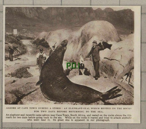 (C526) Elephant Seal At Cape Town South Africa - 1949 Cutting