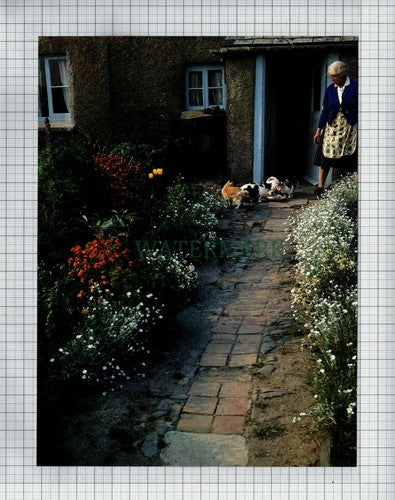 WELCOMBE Devon Cottage - c.1982 Print / Cutting