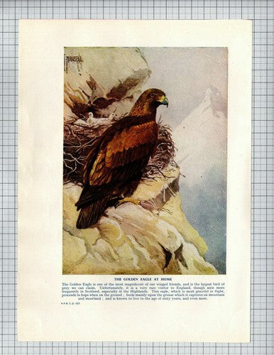 Golden Eagle / Blue Tit Coal Tit Great Tit Bird Roland Green - 1950s Book Print