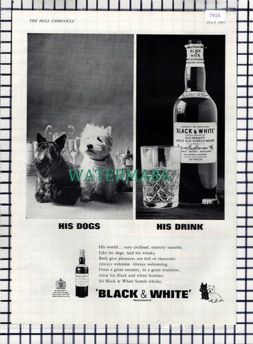 Black & White Whisky Dogs Advert - 1965 Cutting