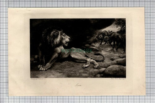 LION Print E Caldwell - 1898 Antique Print