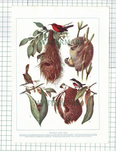 Phillipine Sunbird Cape Penduline Flower Pecker Tailor Birds Nest c.1920s Print