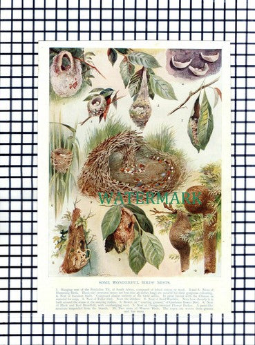 (7486) Unusual Birds Nests - c.1930s Print