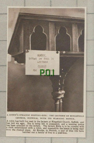 (C498) Ringsfield Church Suffolk Robins In Lectern - 1949 Cutting