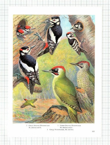 (5985) Woodpecker Bird Book Illustration - 1964 Clip